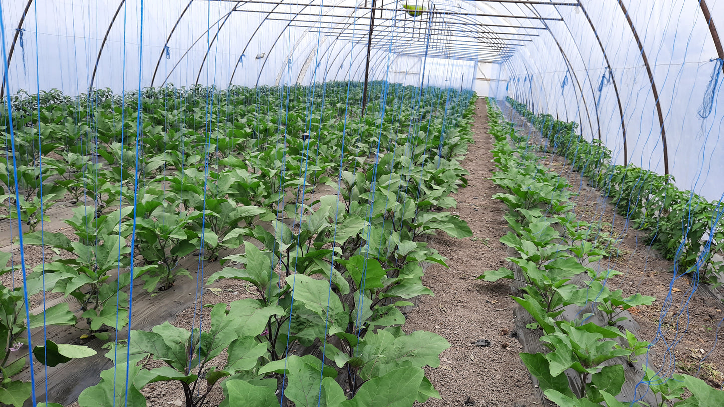 Vinete Minerva F1 100 seminte - PlantGO
