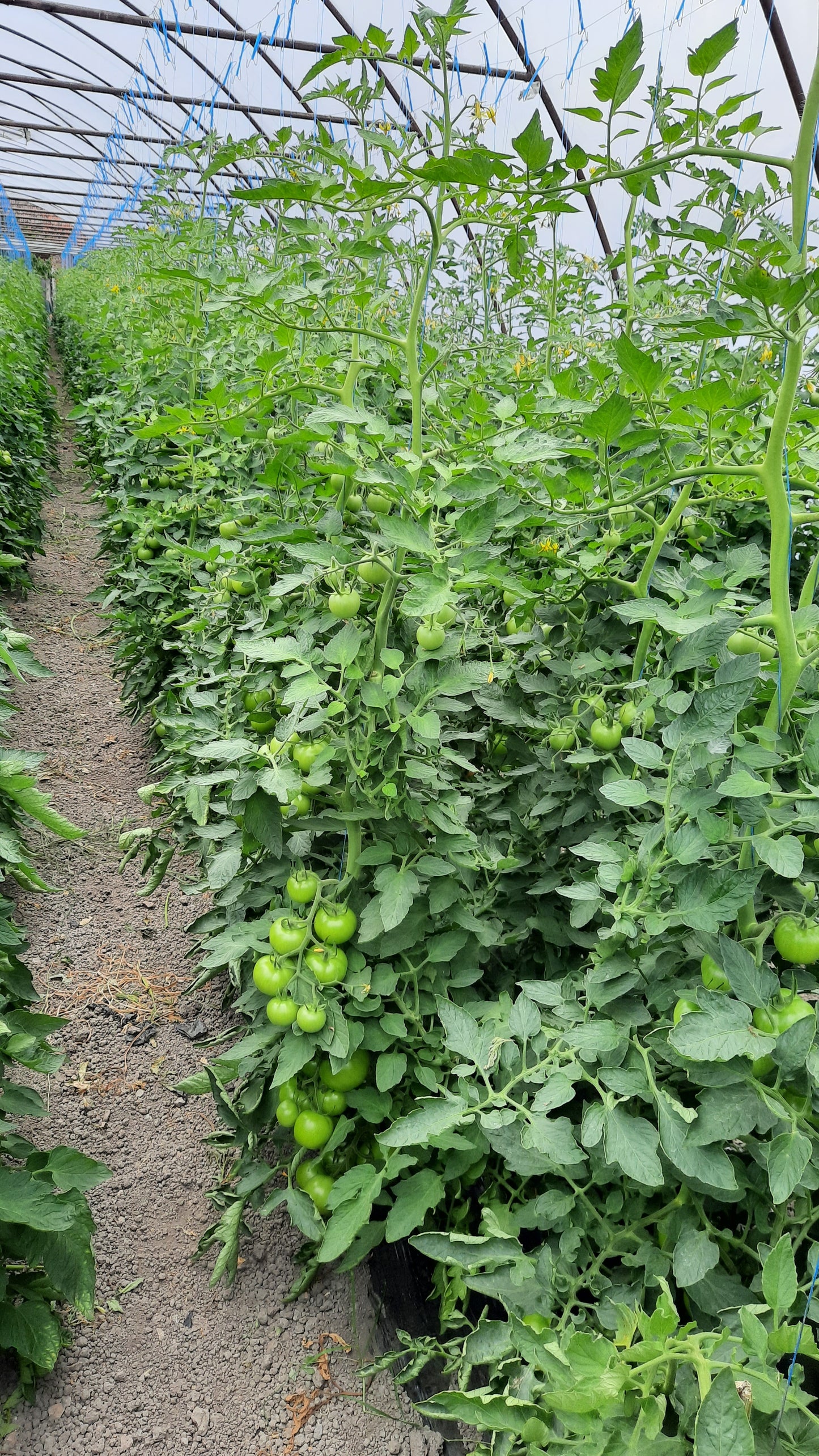 Tomate Moldoveanu F1 100 seminte - PlantGO