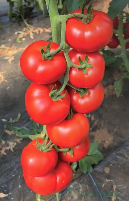 Tomate Aldemir F1 500 seminte - PlantGO