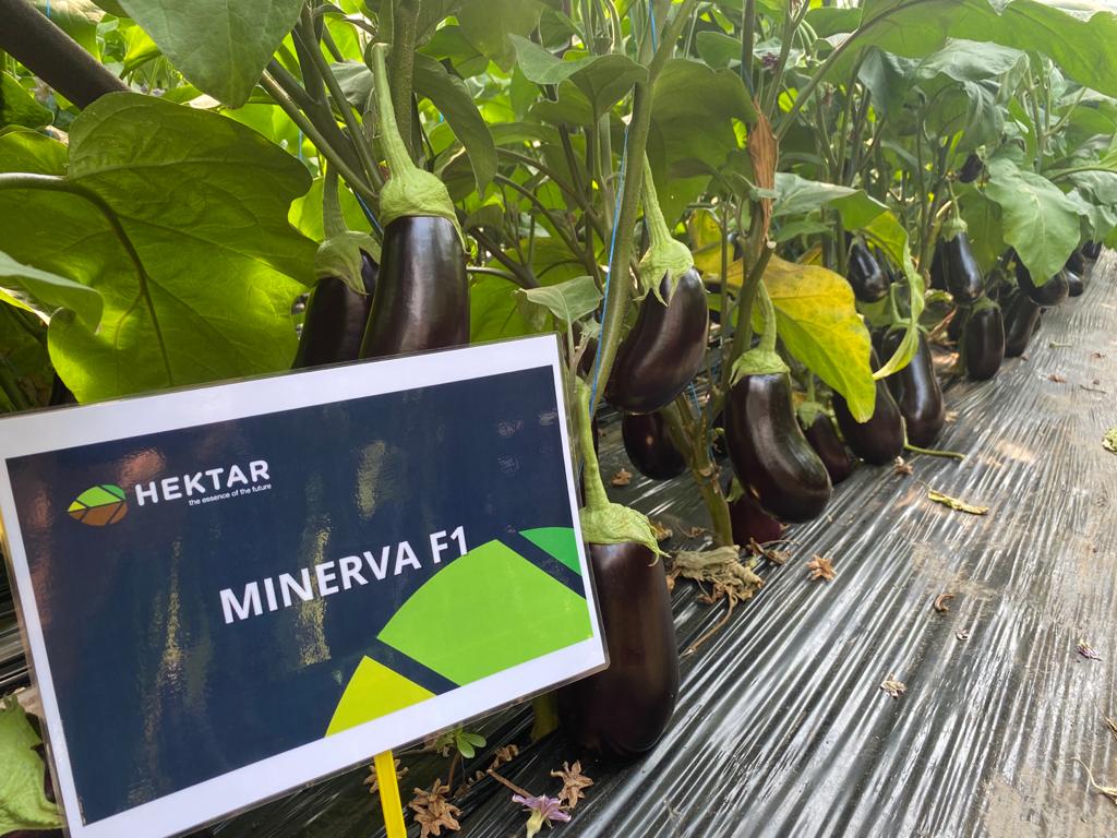 Vinete Minerva F1 100 seminte - PlantGO