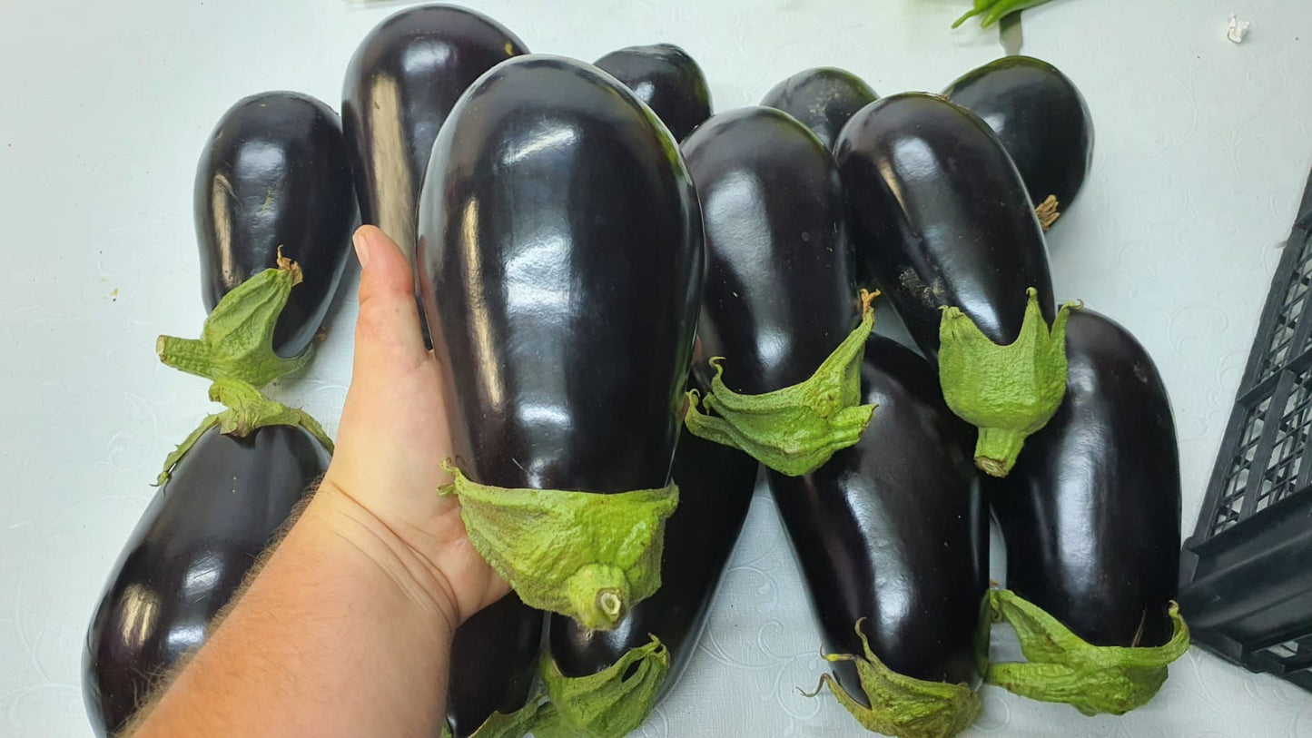 Vinete Minerva F1 100 seminte - PlantGO