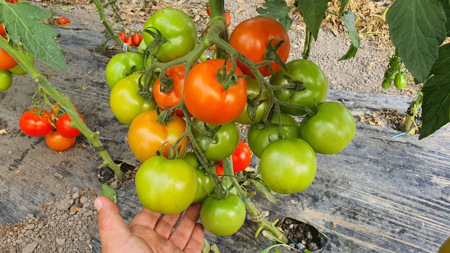 Tomate Moldoveanu F1 100 seminte - PlantGO