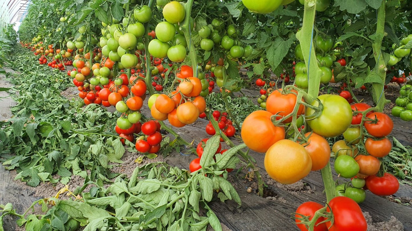 Tomate Moldoveanu F1 100 seminte - PlantGO