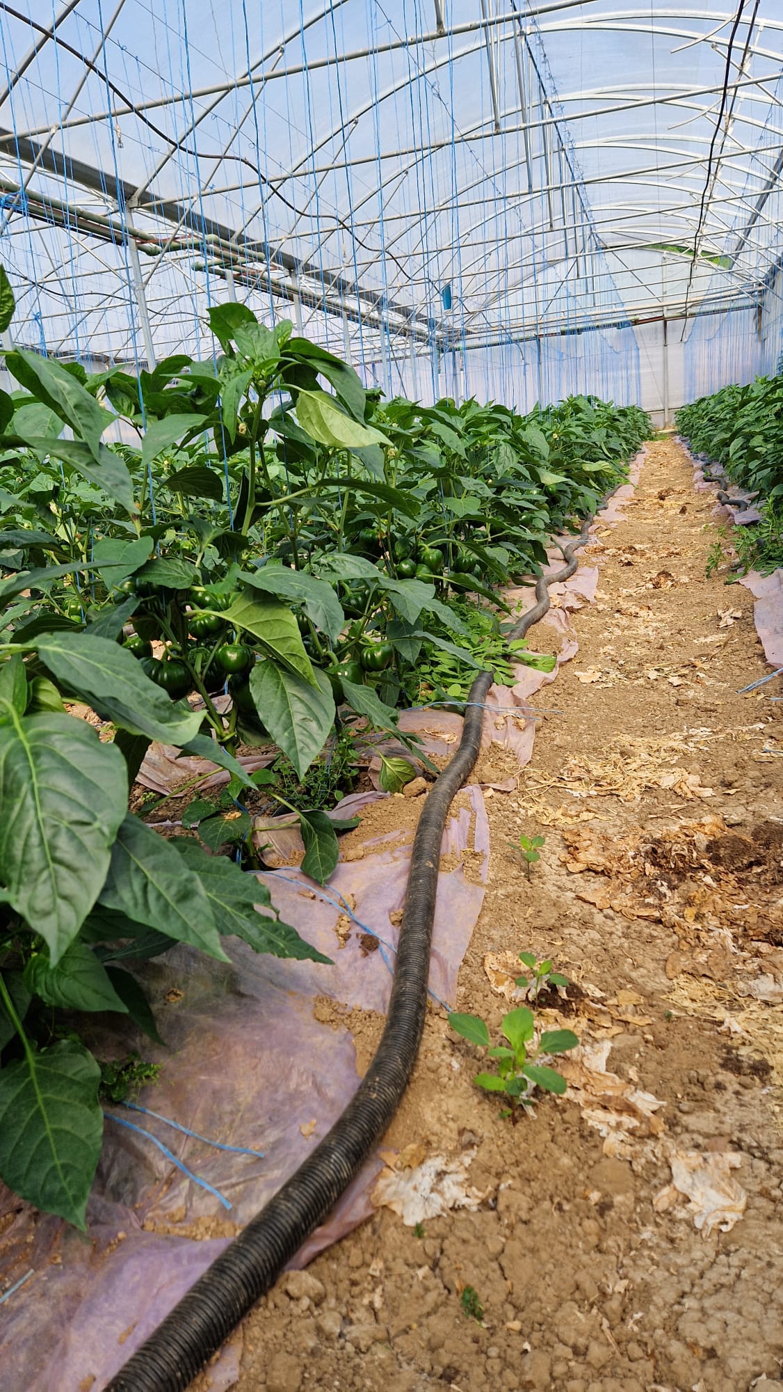 Ardei gogosar Scorilo F1 100 seminte - PlantGO
