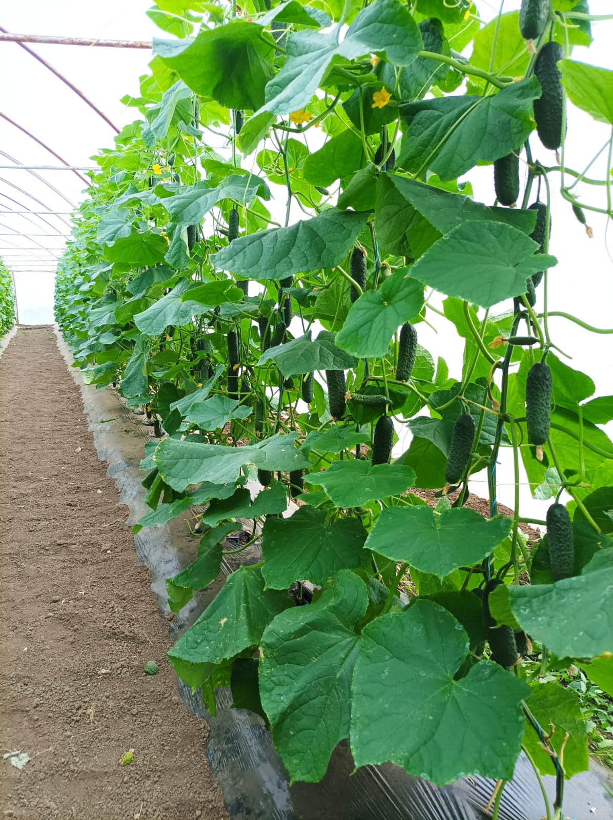 Castraveti Prut F1 100 seminte - PlantGO
