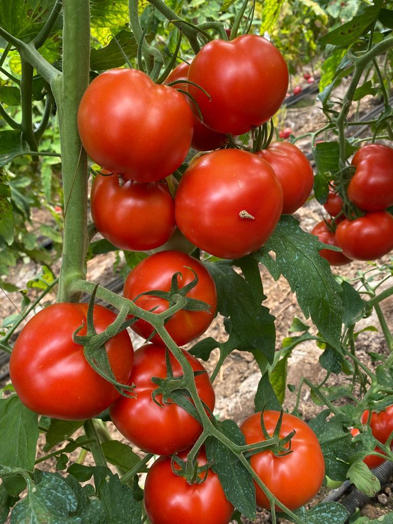 Tomate Moldoveanu F1 100 seminte - PlantGO