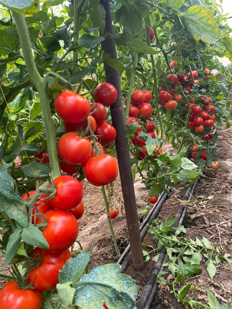 Tomate Moldoveanu F1 100 seminte - PlantGO