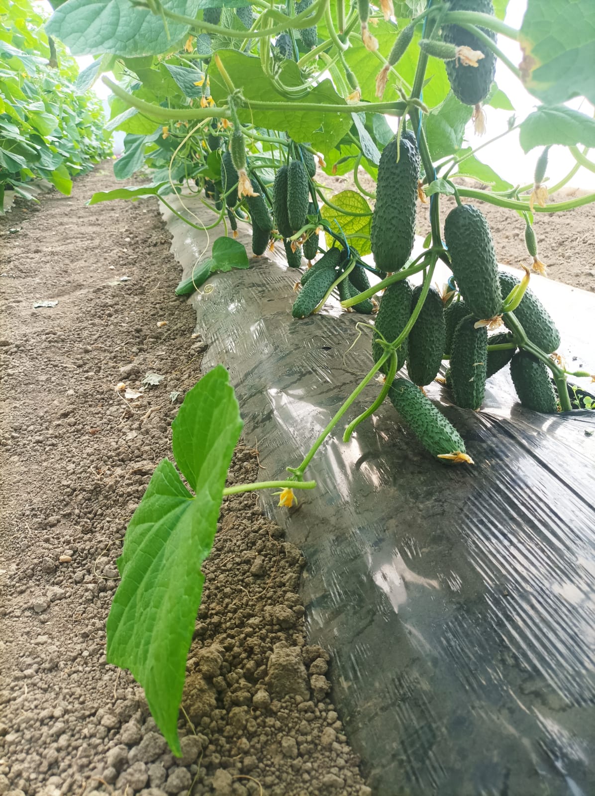 Castraveti Prut F1 100 seminte - PlantGO