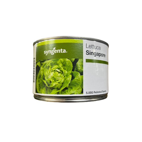 Salata Singapore drajata F1 5000 seminte - PlantGO