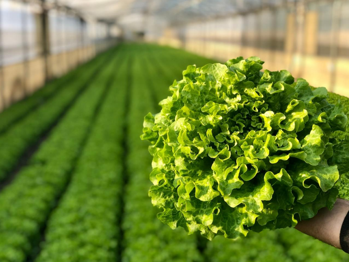 Salata creata Bancola drajata 5000 seminte - PlantGO