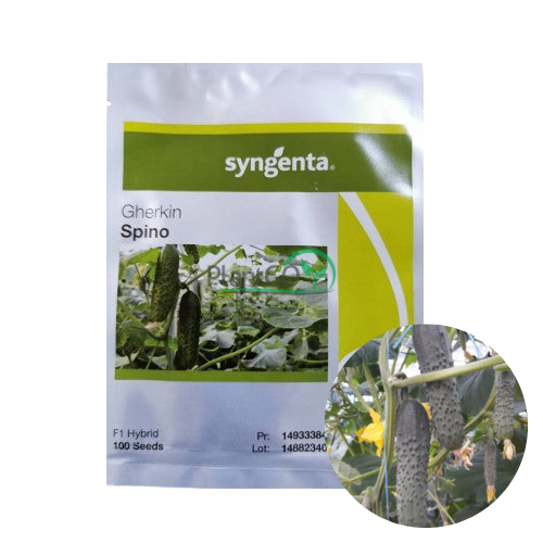 Castraveti Spino F1 100 seminte - PlantGO