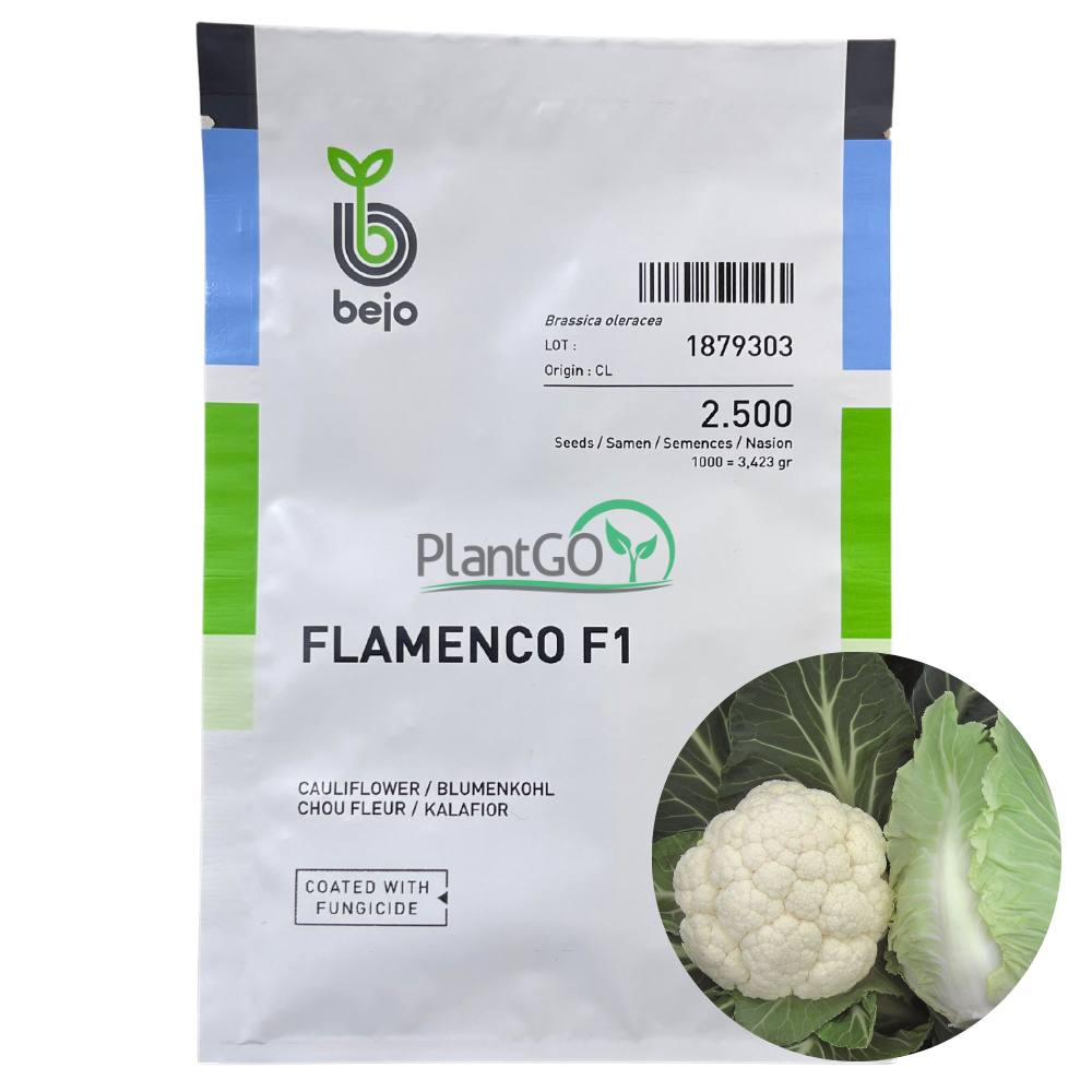 Conopida Flamenco F1 2500 seminte - PlantGO