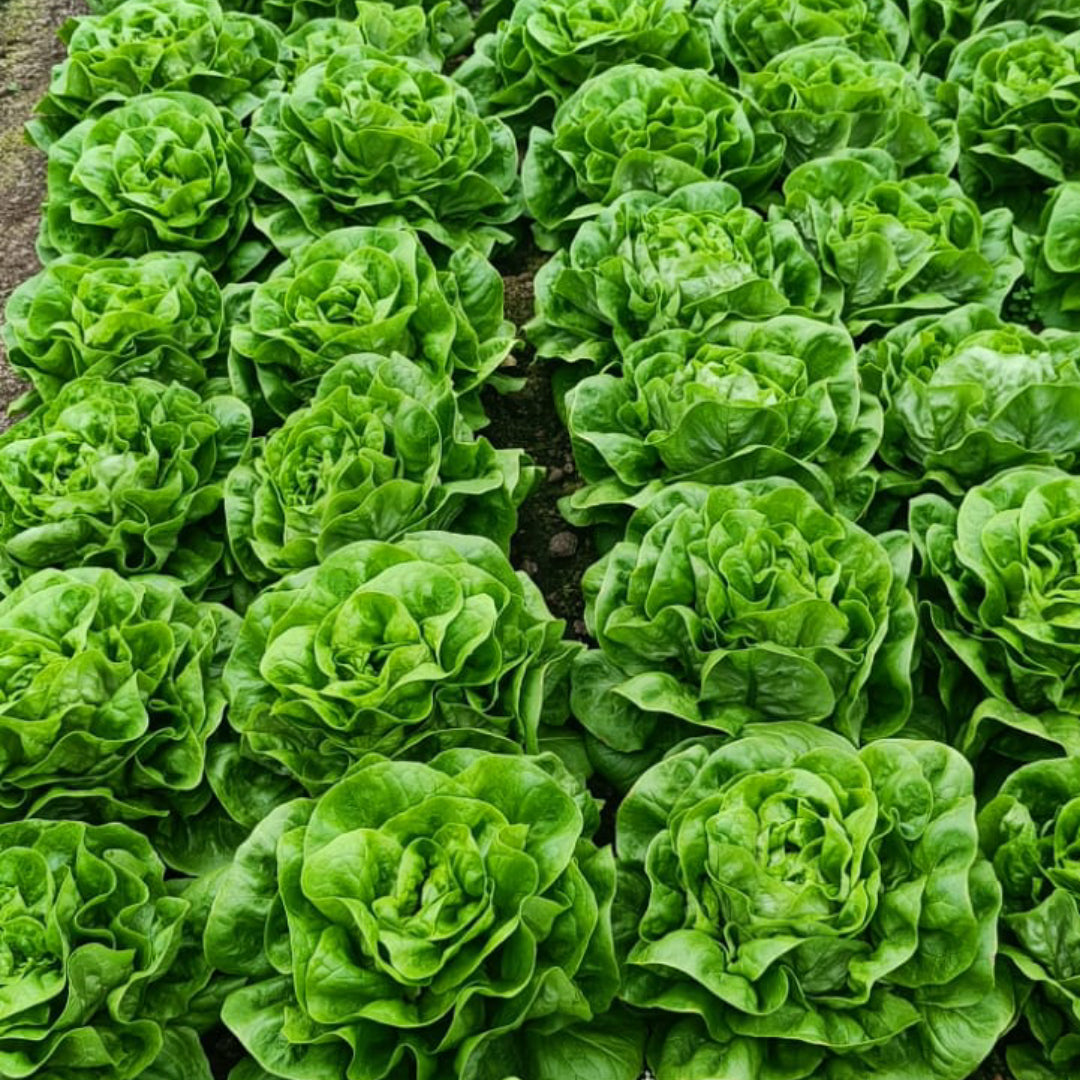 Salata capatana CRX 40006 drajata F1 5000 seminte - PlantGO