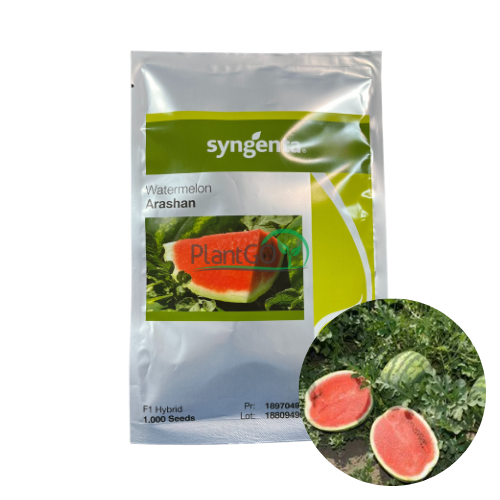 Pepene verde Arashan F1 1000 seminte - PlantGO