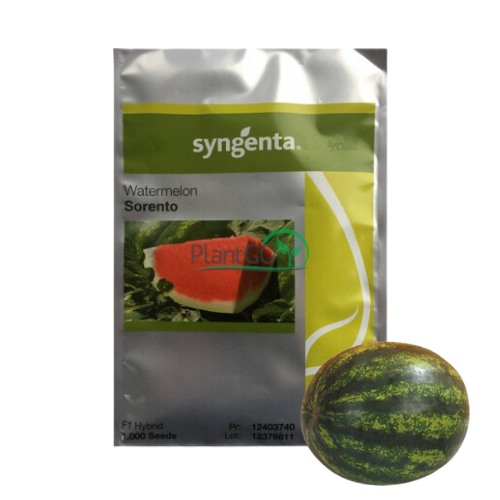 Pepene verde Sorento F1 1000 seminte - PlantGO