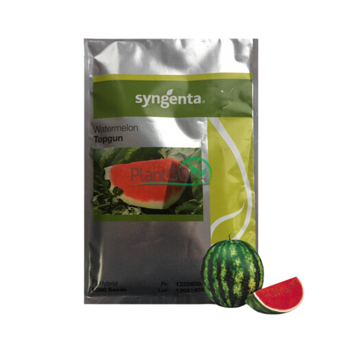 Pepene verde Topgun F1 1000 seminte - PlantGO