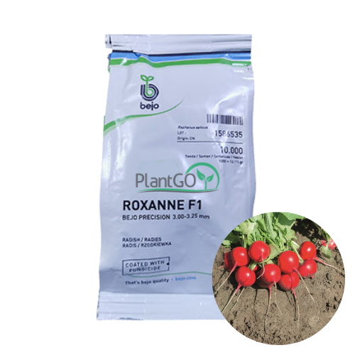 Ridichi Roxanne F1 10000 seminte - PlantGO