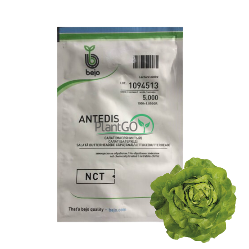 Salata Antedis 5000 seminte - PlantGO