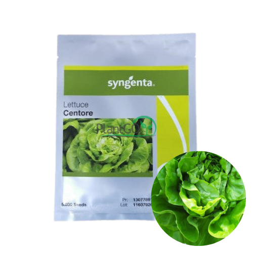 Salata Centore F1 5000 seminte - PlantGO