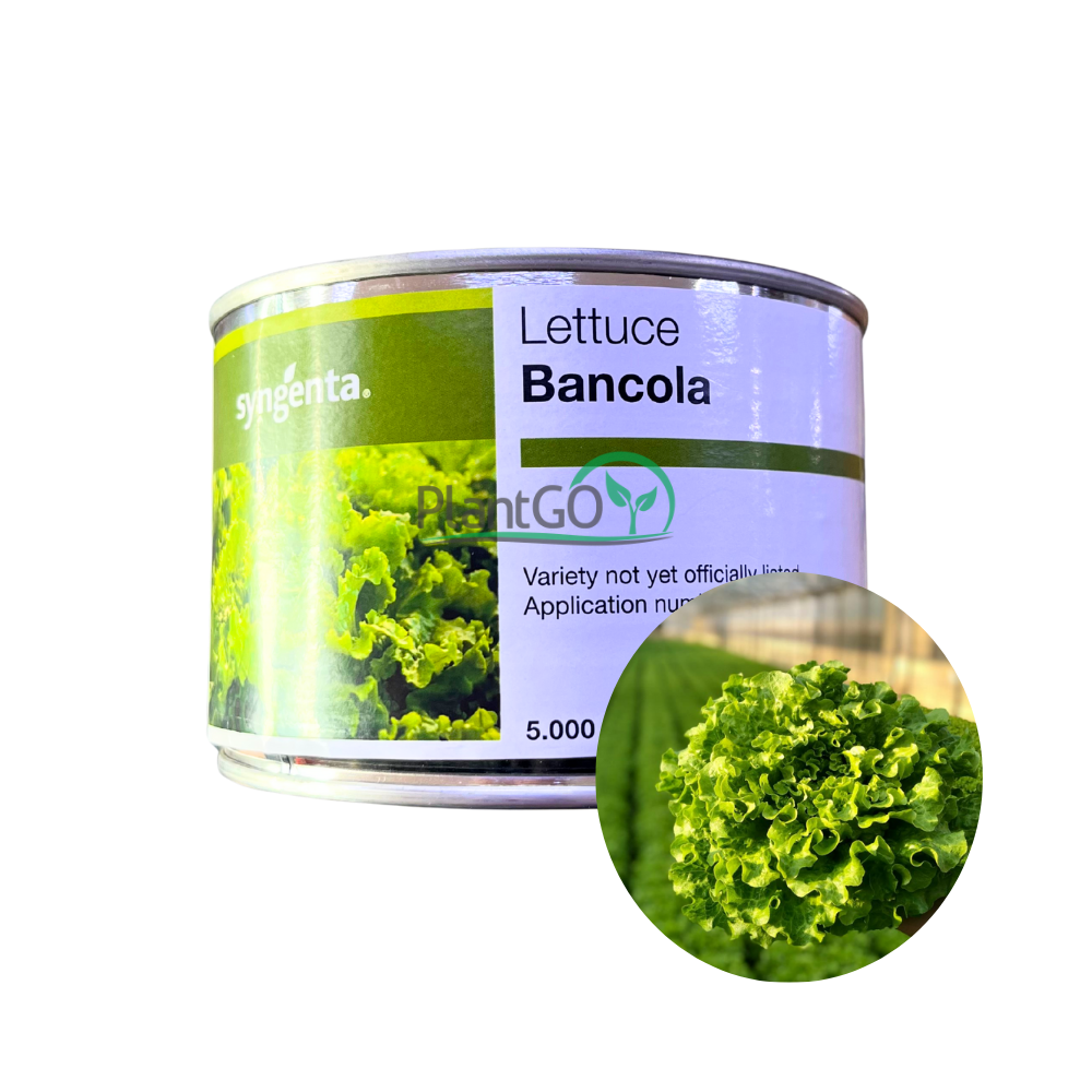 Salata creata Bancola drajata 5000 seminte - PlantGO