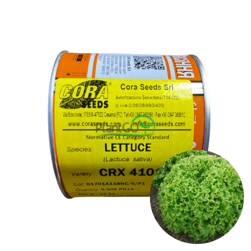 Salata creata CRX 41018 drajata F1 5000 seminte - PlantGO