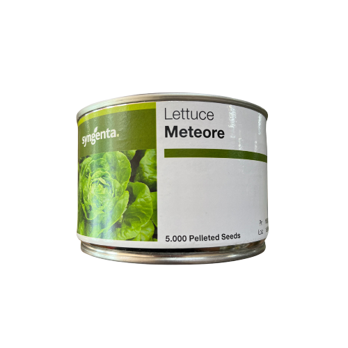 Salata Meteore drajata F1 5000 seminte - PlantGO