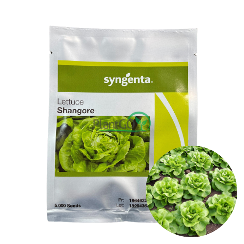 Salata Shangore 5000 seminte - PlantGO