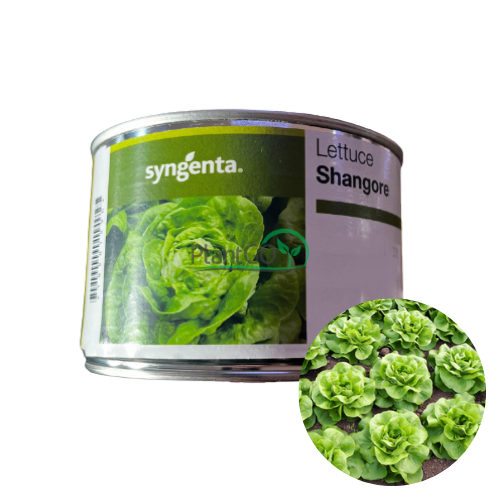Salata Shangore drajata F1 5000 seminte - PlantGO