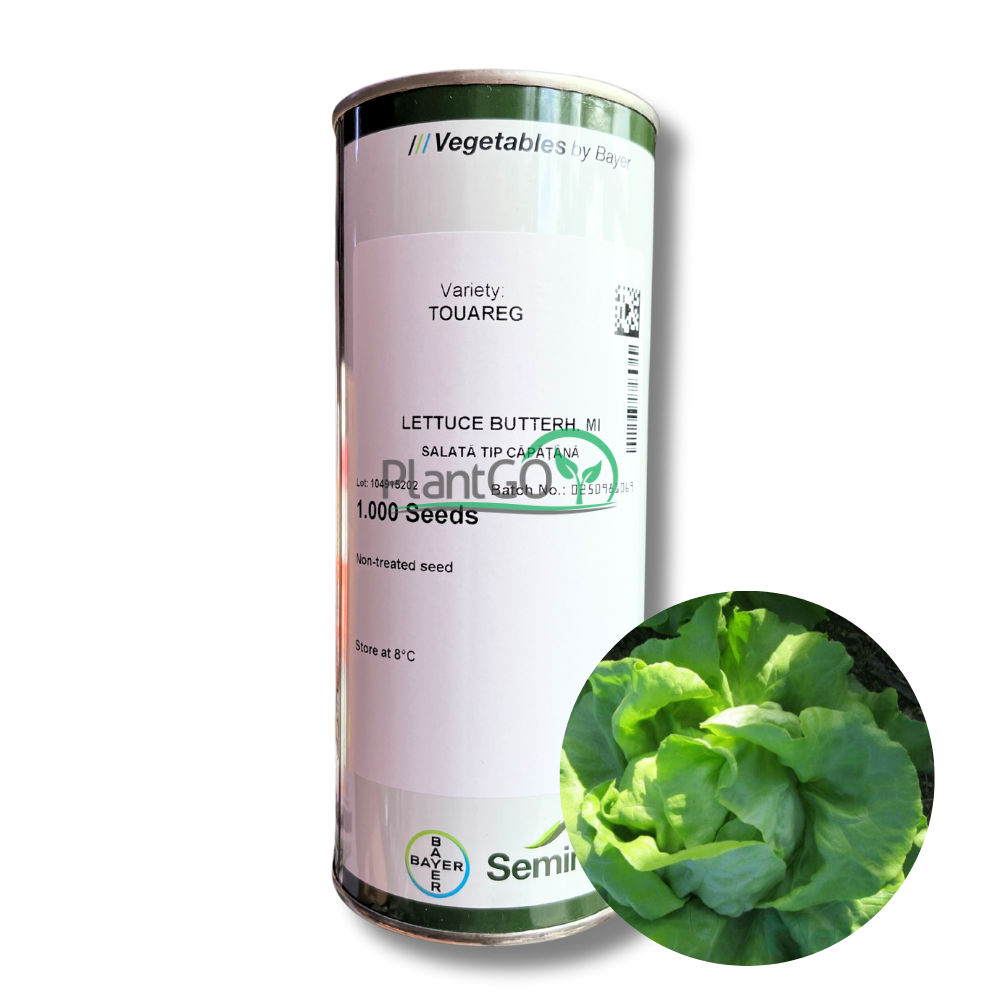 Salata Touareg drajata F1 1000 seminte - PlantGO