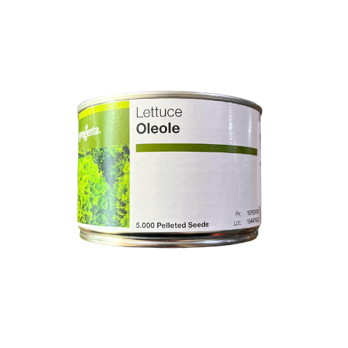 Salata creata Oleole drajata 5000 seminte - PlantGO