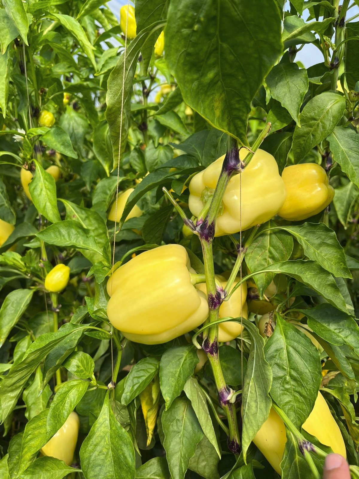 Ardei Buratti RZ F1 1000 seminte