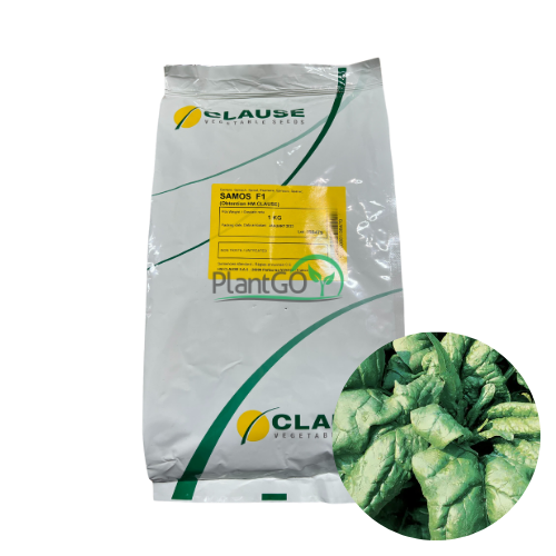 Spanac Samos F1 1 kg - PlantGO
