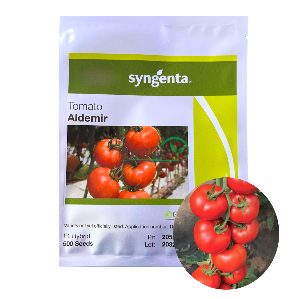 Tomate Aldemir F1 500 seminte - PlantGO