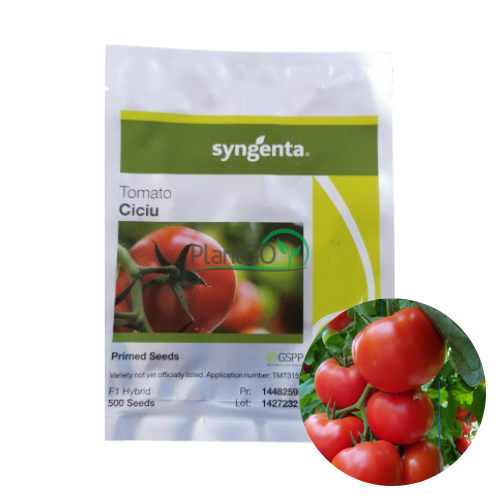 Tomate Ciciu F1 500 seminte - PlantGO