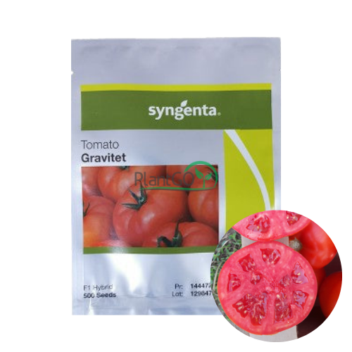 Tomate Gravitet F1 500 seminte - PlantGO