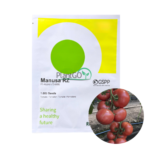 Tomate Manusa RZ F1 1000 seminte - PlantGO