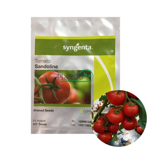Tomate Sandoline F1 500 seminte - PlantGO
