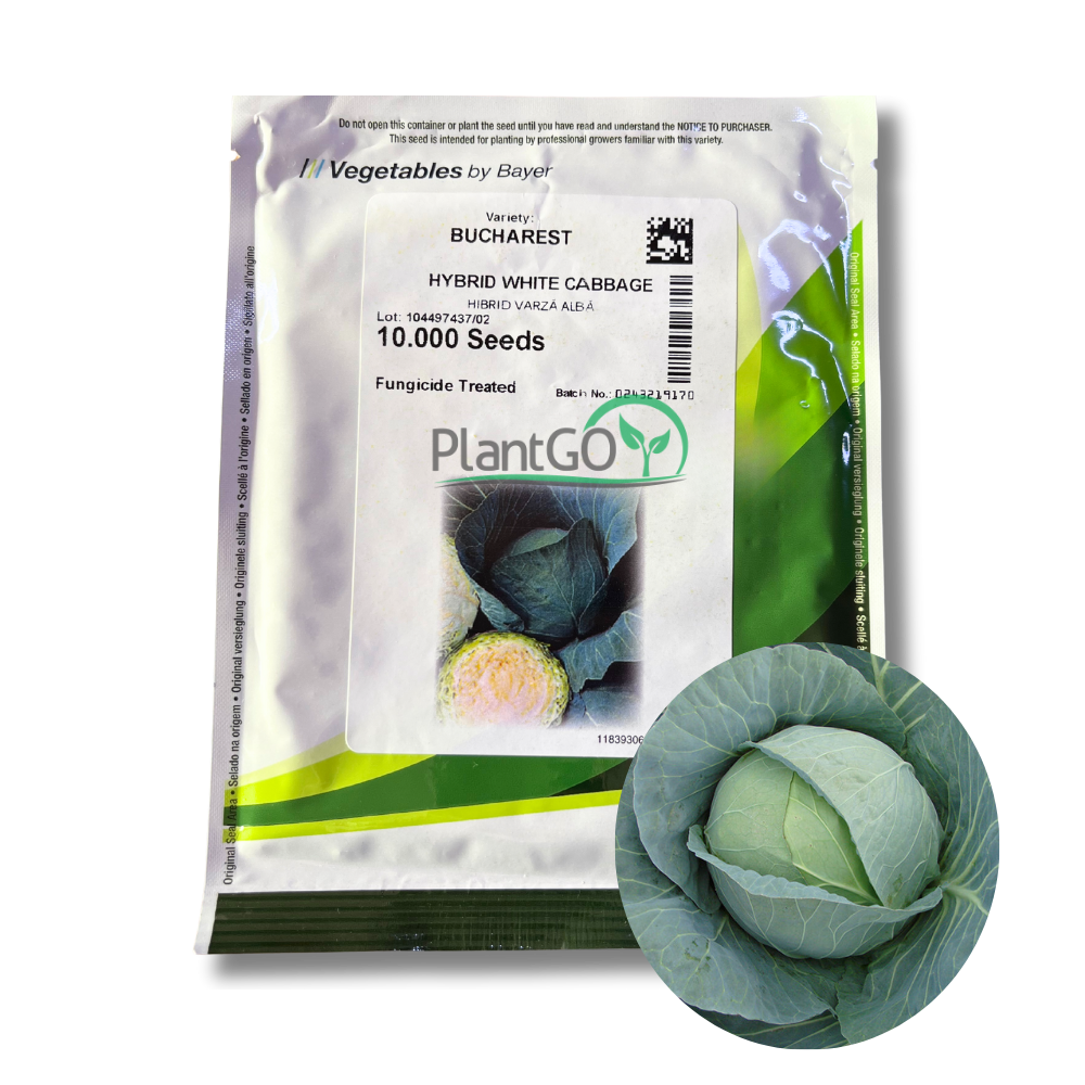 Varza Bucharest F1 10.000 seminte - PlantGO