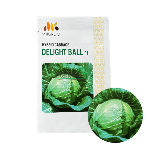 Varza Delight Ball F1 5 gr - PlantGO