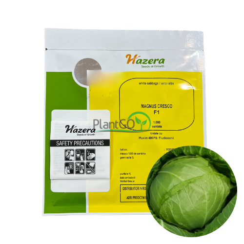 Varza Magnus Cresco F1 1000 seminte - PlantGO