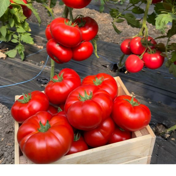 Tomate Aldemir F1 500 seminte - PlantGO