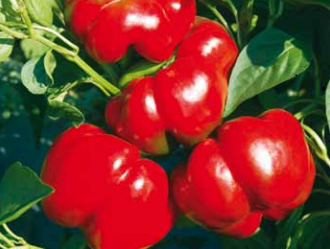 Ardei gogosar Kabala F1 500 seminte - Syngenta - seminte-de-legume.ro