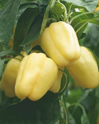 Ardei gras Barbie F1 500 seminte - Syngenta - seminte-de-legume.ro