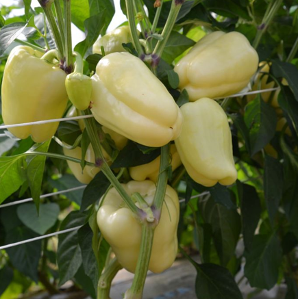 Ardei gras Blancina F1 500 seminte - Enza Zaden - seminte-de-legume.ro