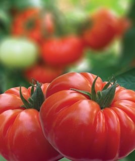 Tomate Buffalosteak F1 250 seminte - seminte-de-legume.ro - seminte-de-legume.ro