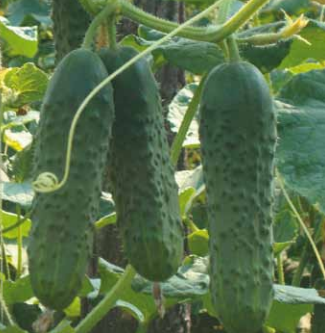 Castraveti Ekol F1 500 seminte - Syngenta - seminte-de-legume.ro