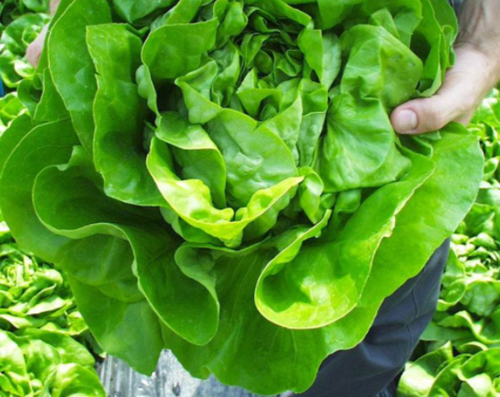 Salata Centore F1 5000 seminte - Syngenta - seminte-de-legume.ro