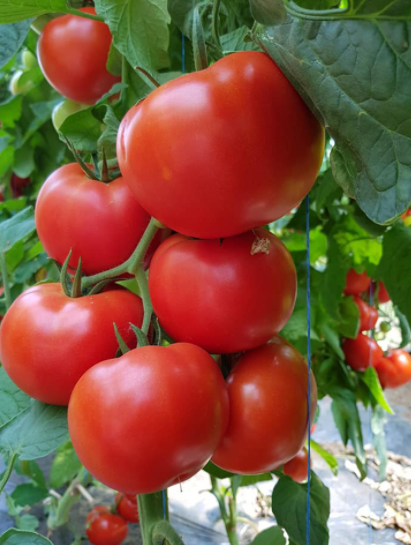 Tomate Ciciu F1 500 seminte - Syngenta - seminte-de-legume.ro