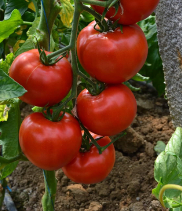 Tomate Devonet F1 500 seminte - Syngenta - seminte-de-legume.ro