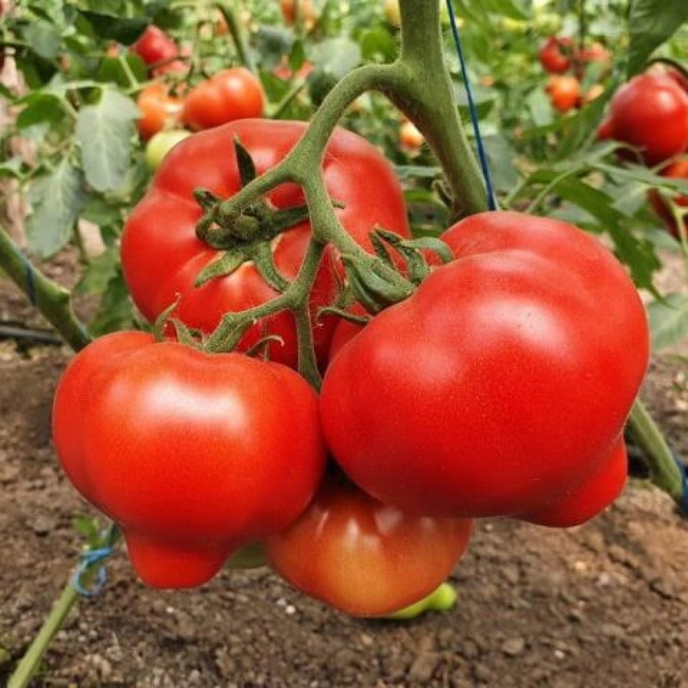 Tomate Dominet F1 500 seminte